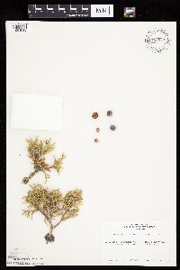 Juniperus osteosperma image