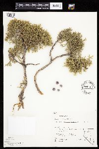 Juniperus osteosperma image