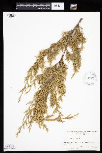 Juniperus virginiana image