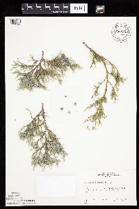 Juniperus scopulorum image