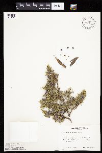 Juniperus scopulorum image