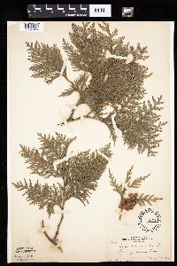 Thuja occidentalis image