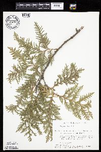 Thuja occidentalis image