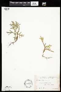 Thuja occidentalis image