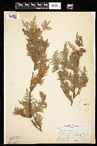 Thuja occidentalis image