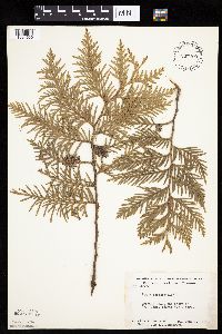Thuja occidentalis image