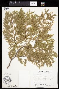 Thuja occidentalis image