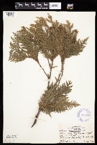 Thuja occidentalis image