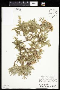 Thuja occidentalis image