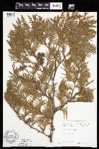 Thuja occidentalis image