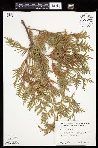 Thuja occidentalis image