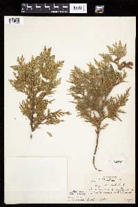 Thuja occidentalis image