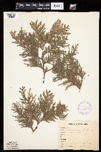Thuja occidentalis image