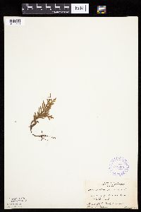 Thuja occidentalis image