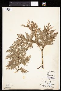 Thuja occidentalis image