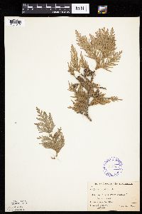 Thuja occidentalis image