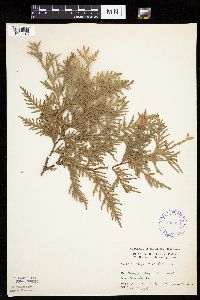 Thuja occidentalis image