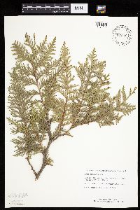 Thuja occidentalis image