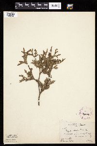 Thuja occidentalis image