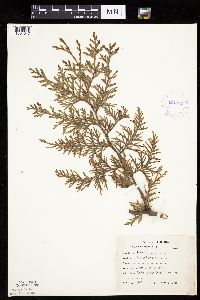 Thuja occidentalis image