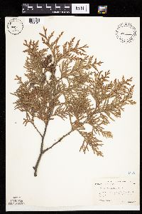 Thuja occidentalis image