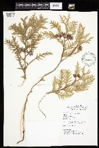 Thuja occidentalis image