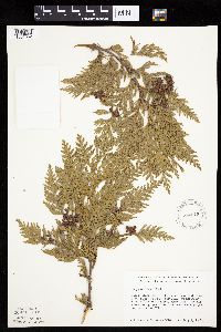 Thuja occidentalis image