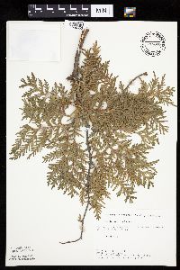 Thuja occidentalis image
