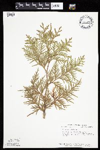 Thuja occidentalis image