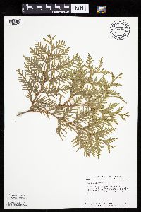 Thuja occidentalis image