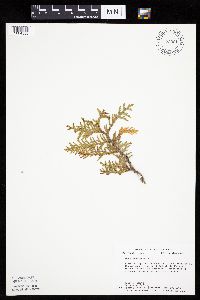 Thuja occidentalis image