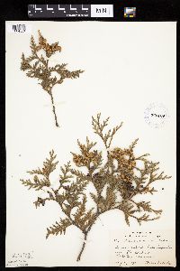 Thuja occidentalis image