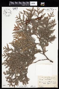 Thuja occidentalis image