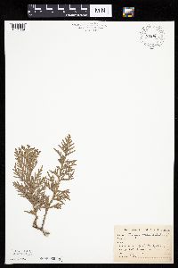 Thuja occidentalis image