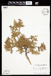 Thuja occidentalis image