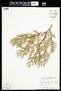 Thuja occidentalis image