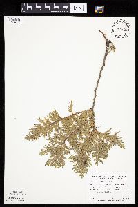 Thuja occidentalis image