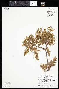 Thuja occidentalis image
