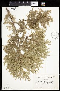 Thuja occidentalis image