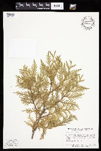 Thuja occidentalis image