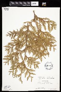Thuja occidentalis image