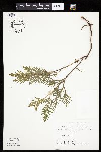 Thuja occidentalis image