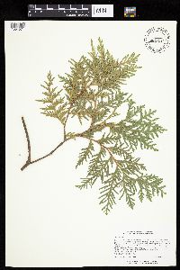 Thuja occidentalis image