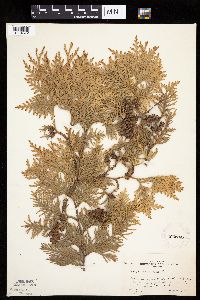 Thuja occidentalis image