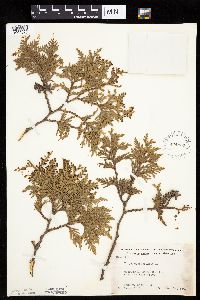 Thuja occidentalis image