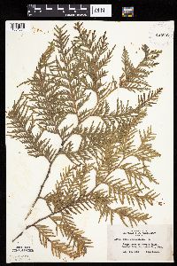 Thuja occidentalis image