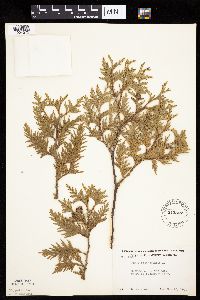 Thuja occidentalis image
