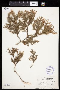 Thuja occidentalis image