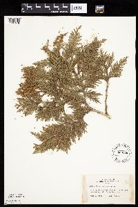Thuja occidentalis image