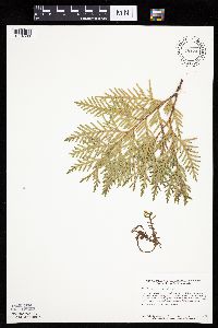 Thuja occidentalis image